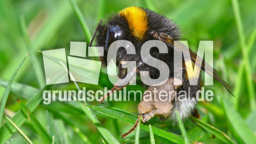 Dunkle_Erdhummel (3).jpg